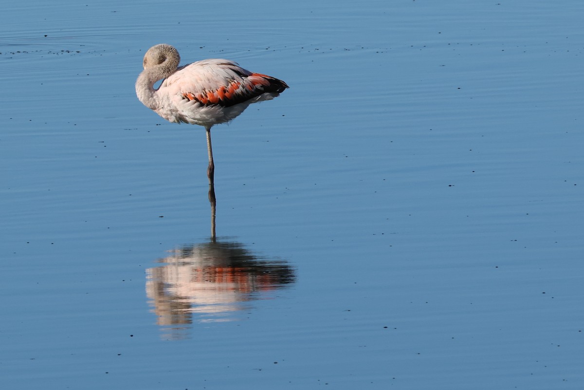 Chilean Flamingo - ML647113107