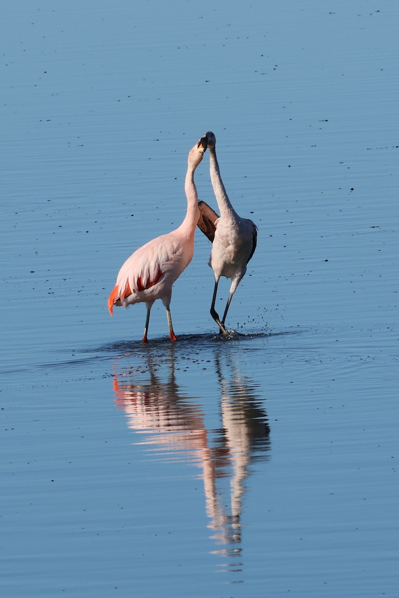 Chilean Flamingo - ML647113108