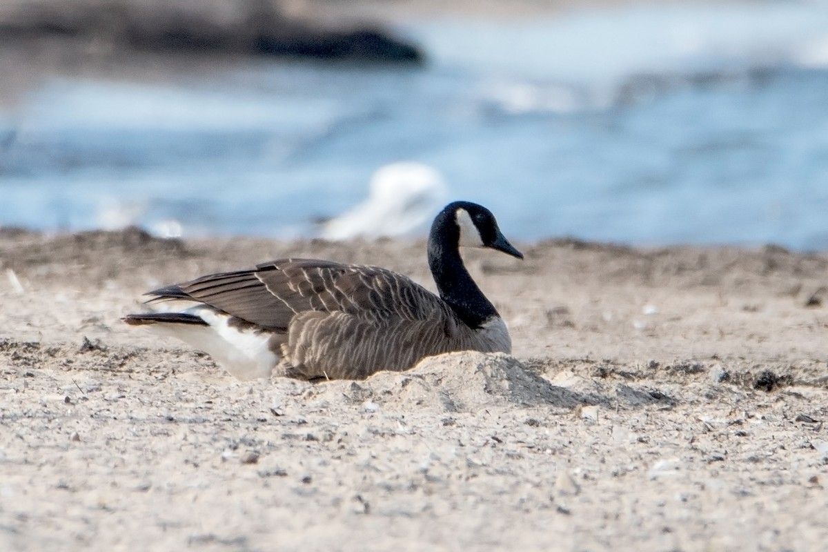 Canada Goose - ML64711311