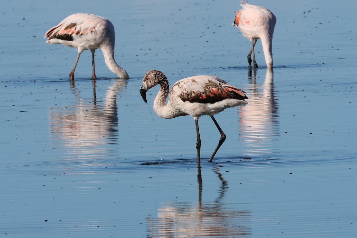 Chilean Flamingo - ML647113110