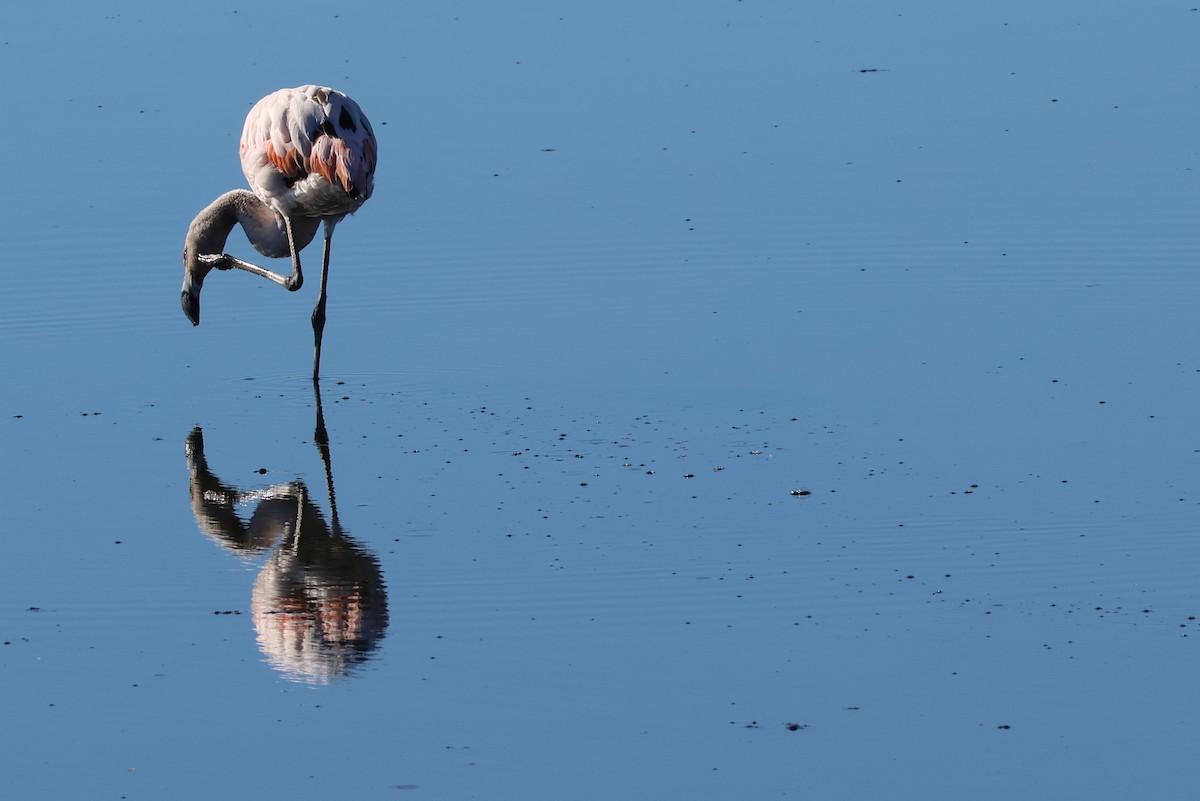 Chilean Flamingo - ML647113111