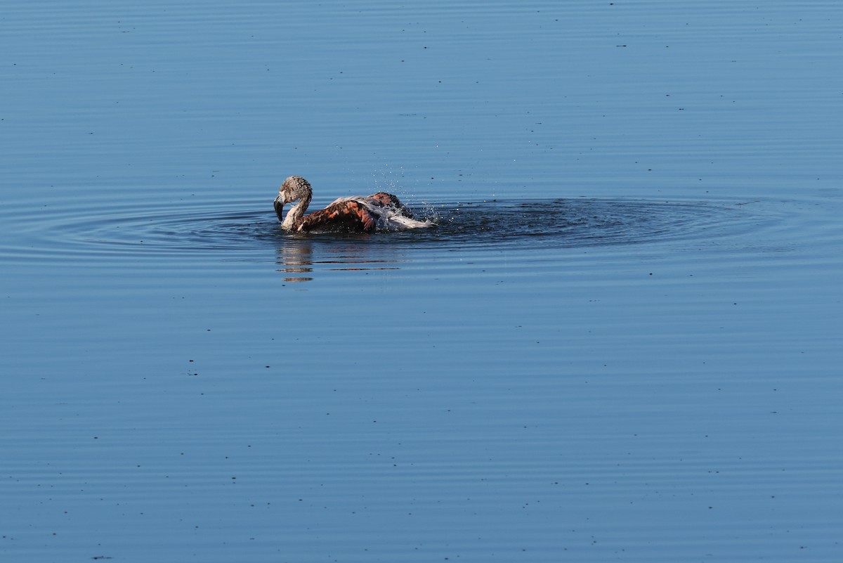 Chilean Flamingo - ML647113112
