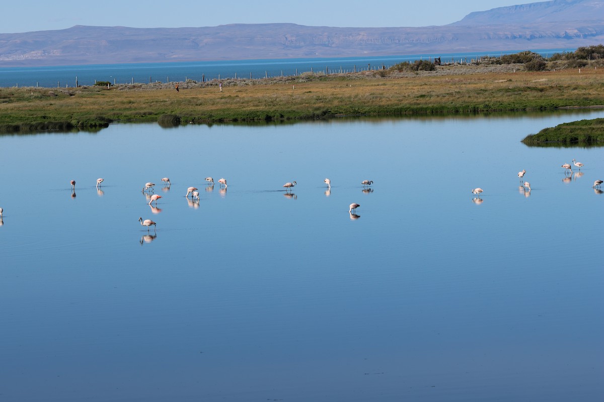 Chilean Flamingo - ML647113113