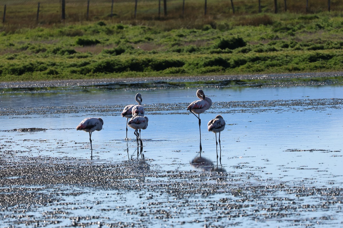 Chilean Flamingo - ML647113114