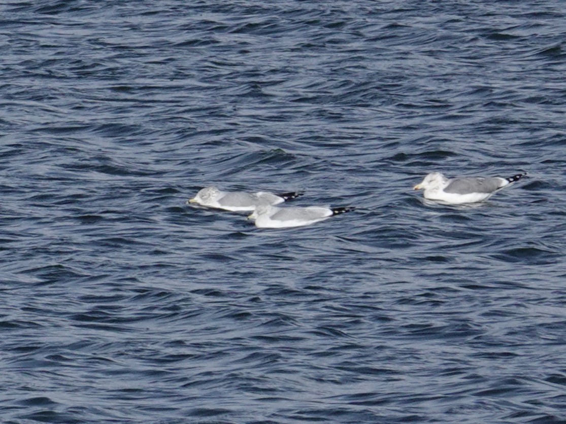 Ring-billed Gull - ML647113117