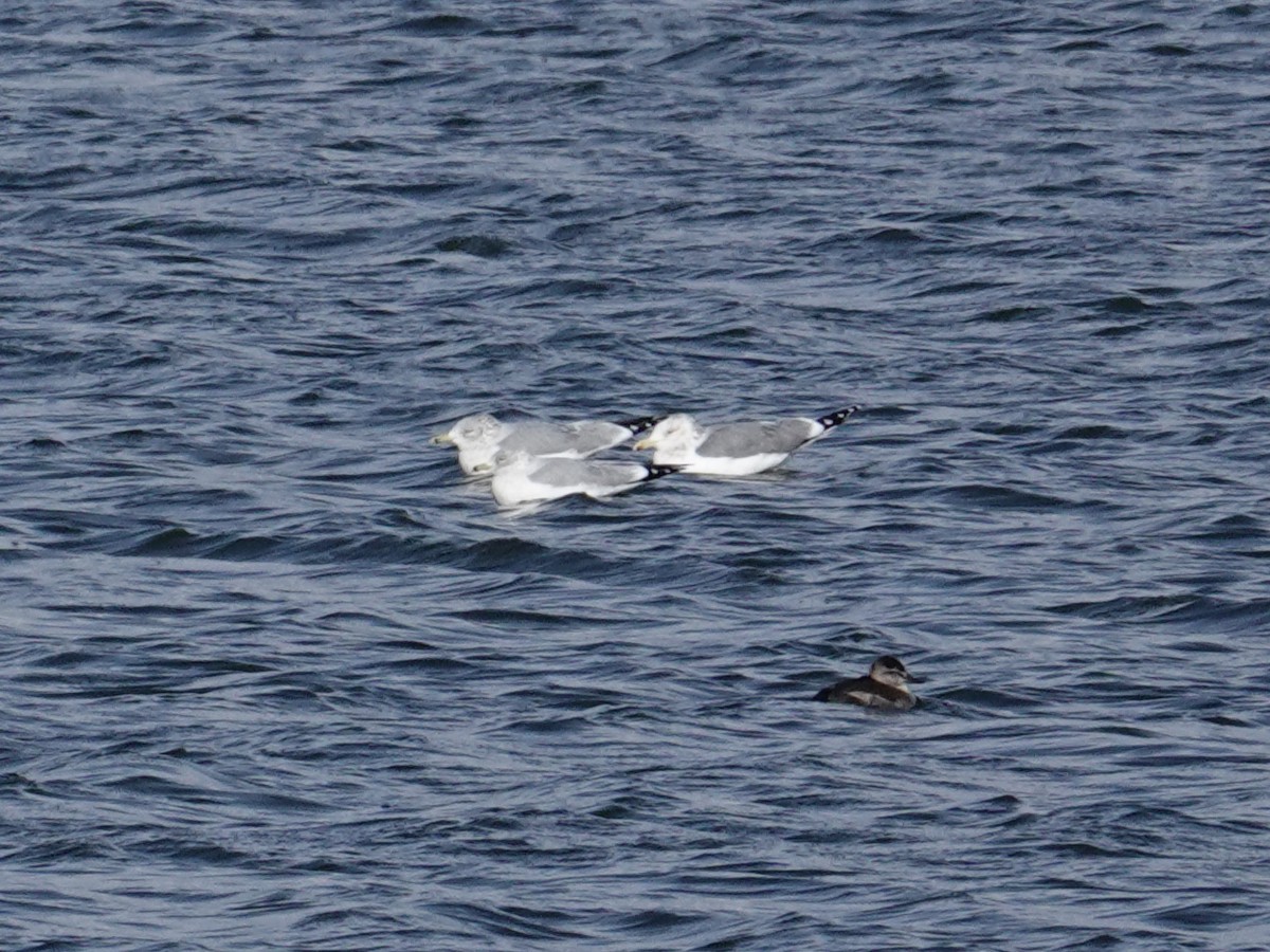 California Gull - ML647113118