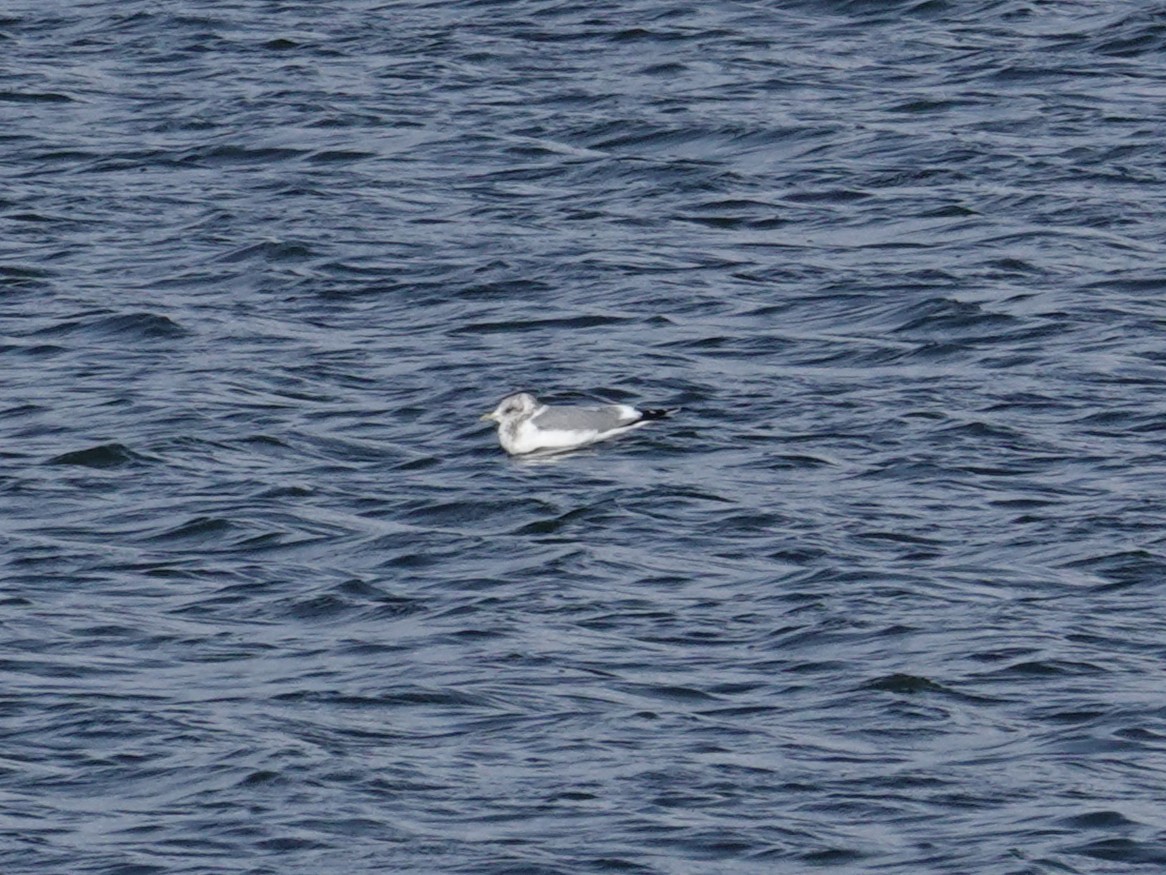 Short-billed Gull - ML647113120