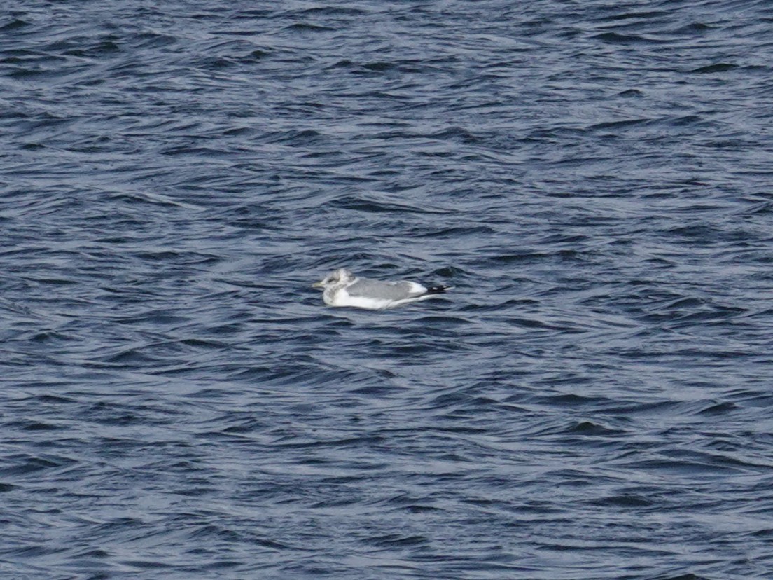 Short-billed Gull - ML647113121