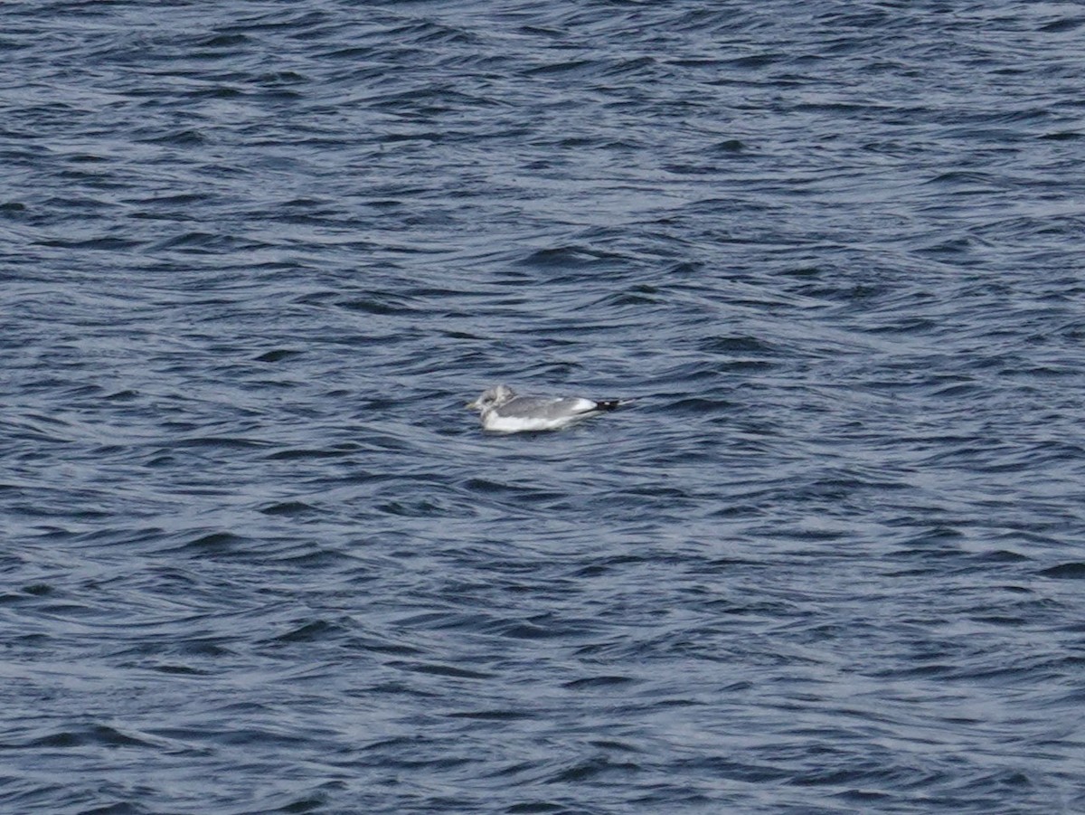 Short-billed Gull - ML647113122