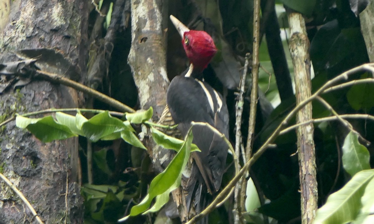 Pale-billed Woodpecker - ML647113132