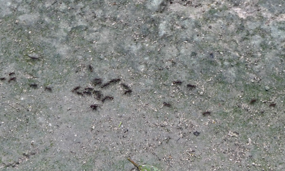 Eciton Army Ants - ML647113141