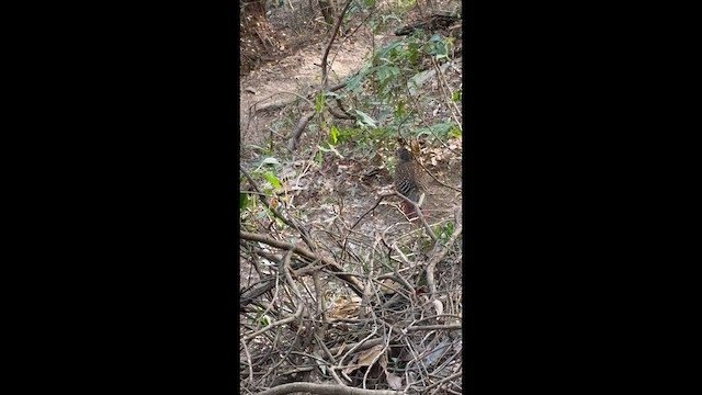 Лофур тайванський - ML647113157