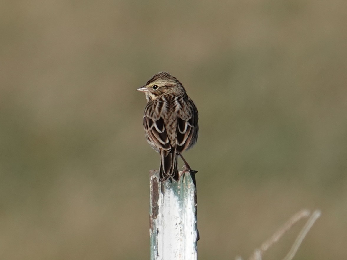 Пасовник савановий - ML647113158