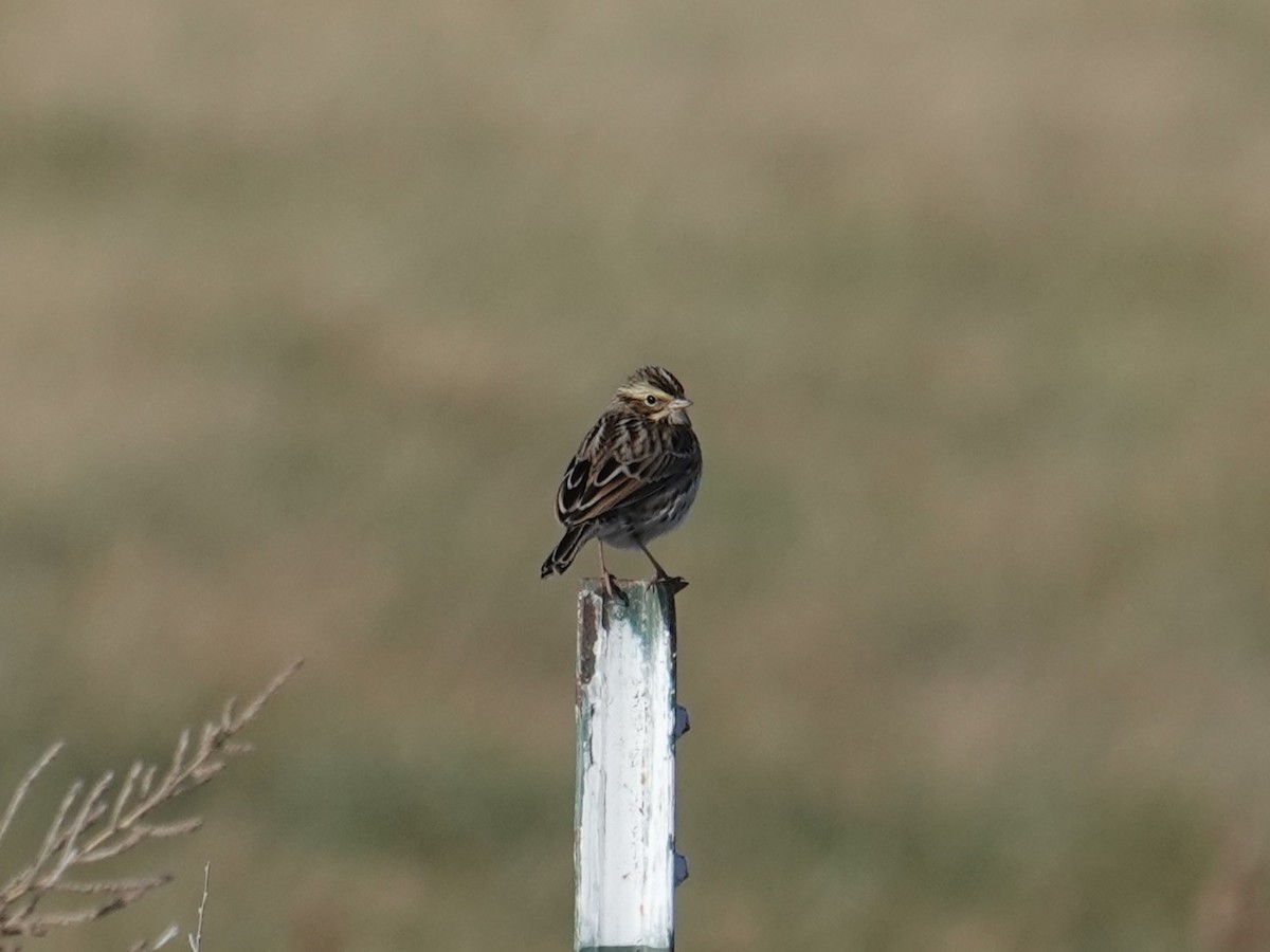 Пасовник савановий - ML647113159