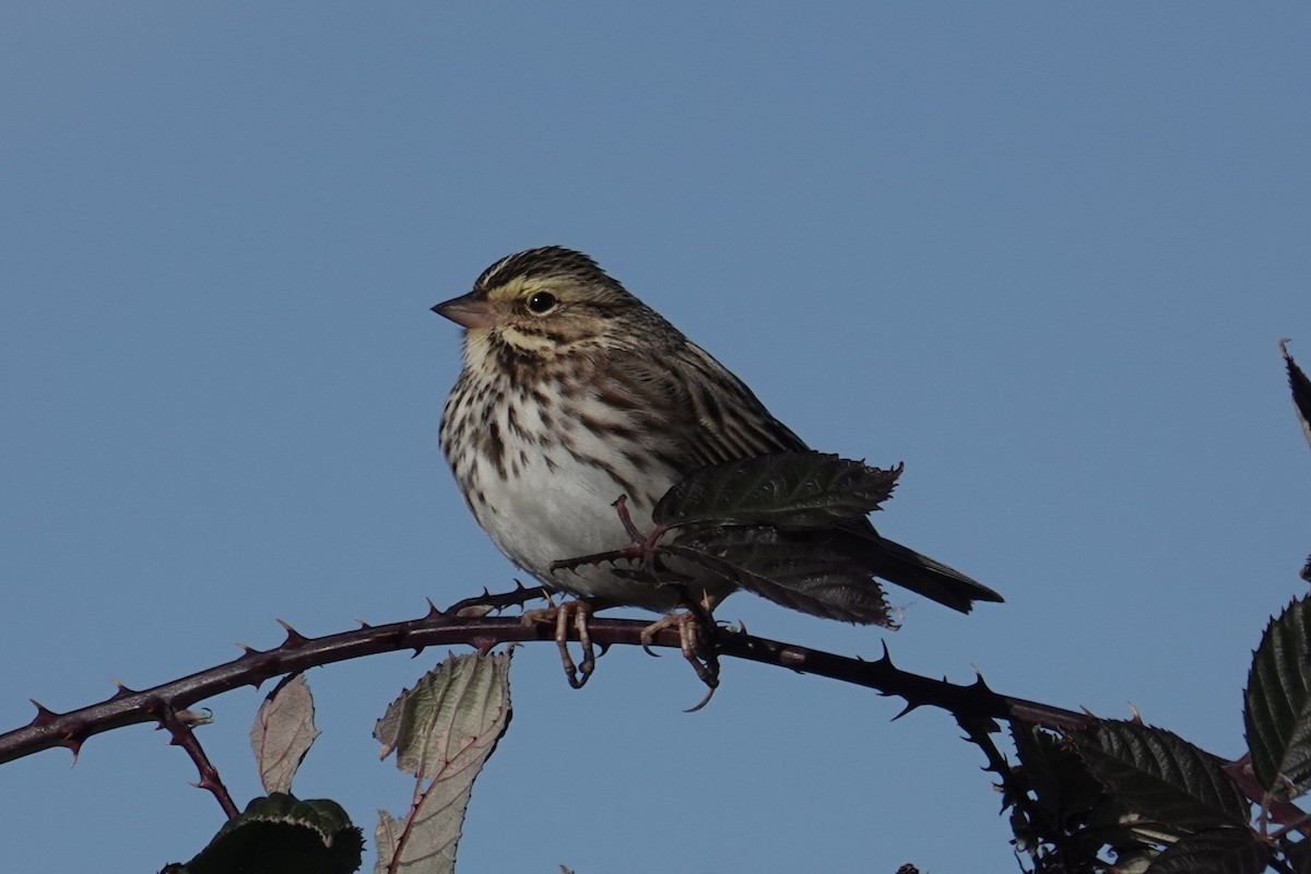 Пасовник савановий - ML647113160