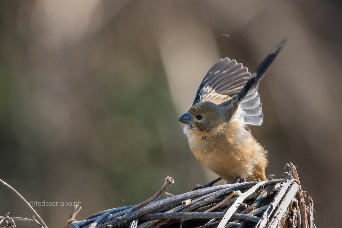 Rusty-collared Seedeater - ML647113182