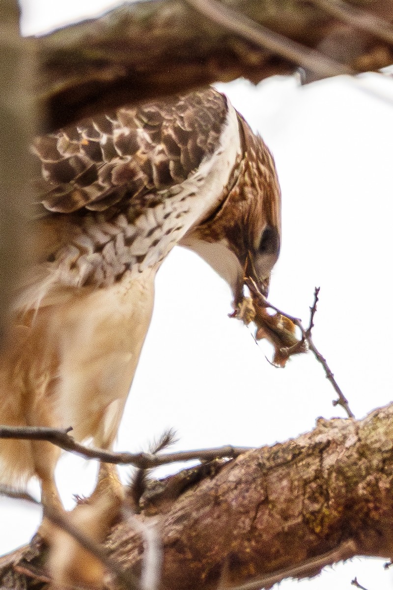 káně rudochvostá - ML647113192