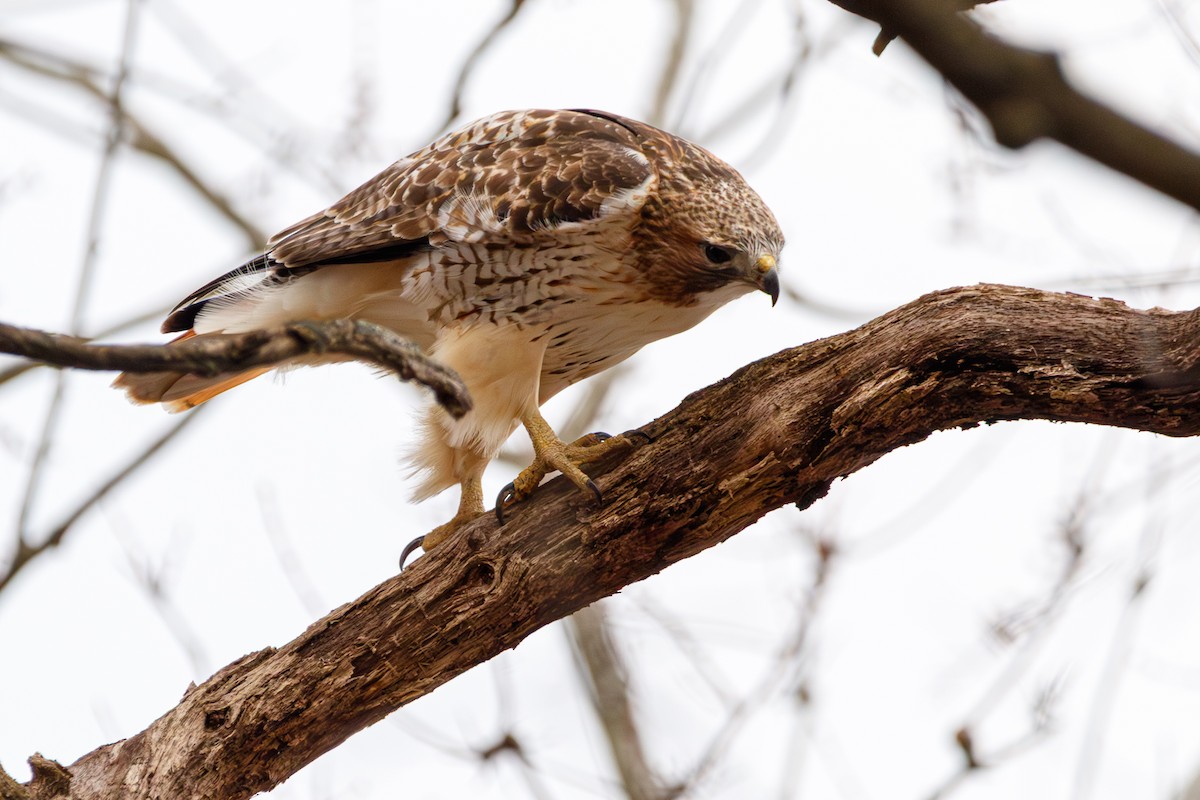 káně rudochvostá - ML647113193