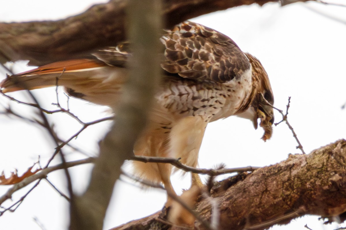 káně rudochvostá - ML647113194