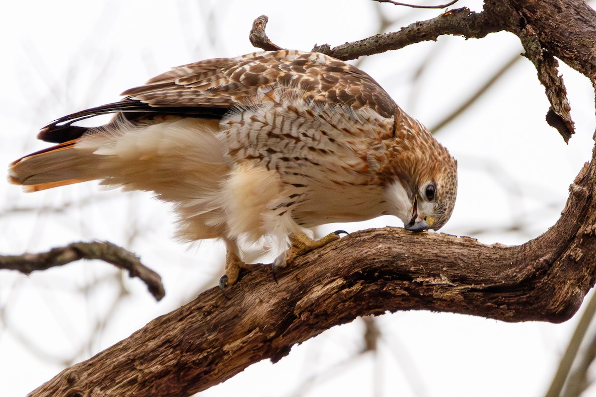 káně rudochvostá - ML647113195