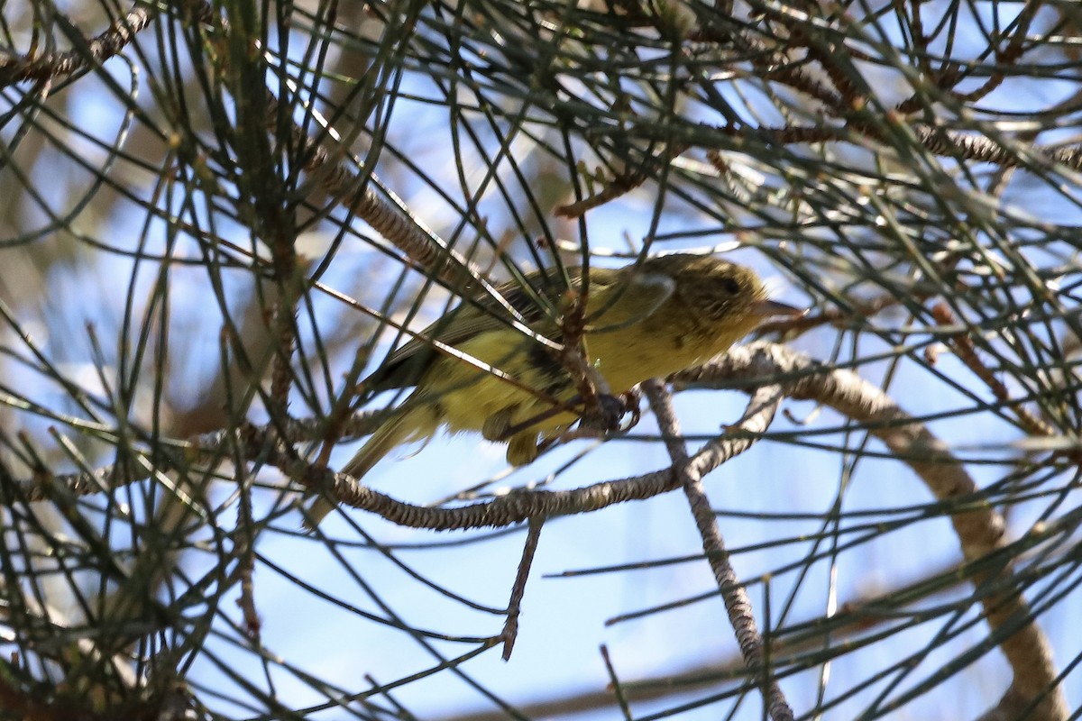 Yellow Thornbill - ML647113214