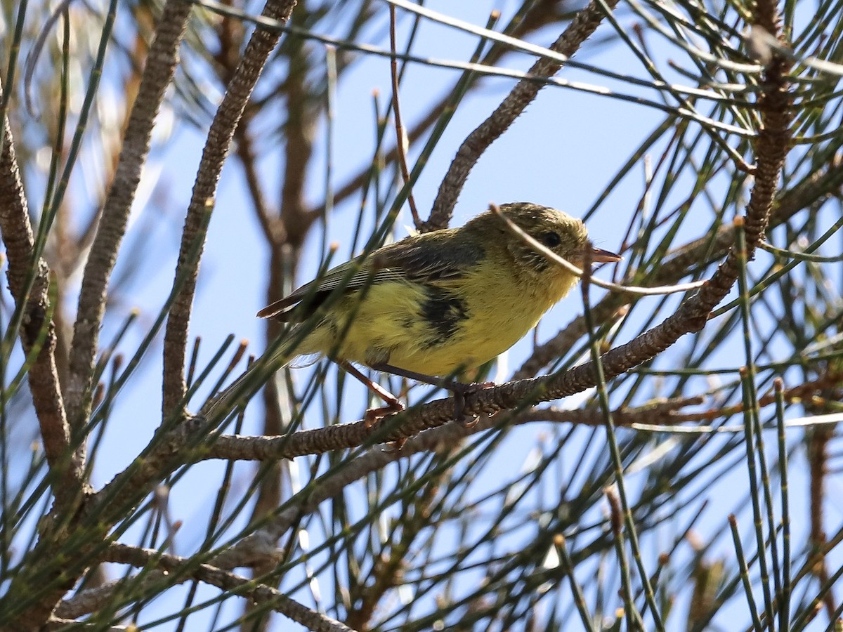Yellow Thornbill - ML647113215