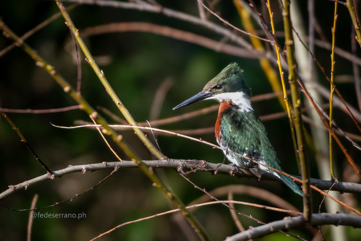 Green Kingfisher - ML647113216