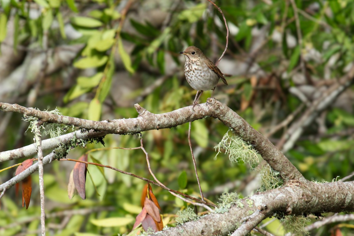 Zorzalito Colirrufo - ML647113217