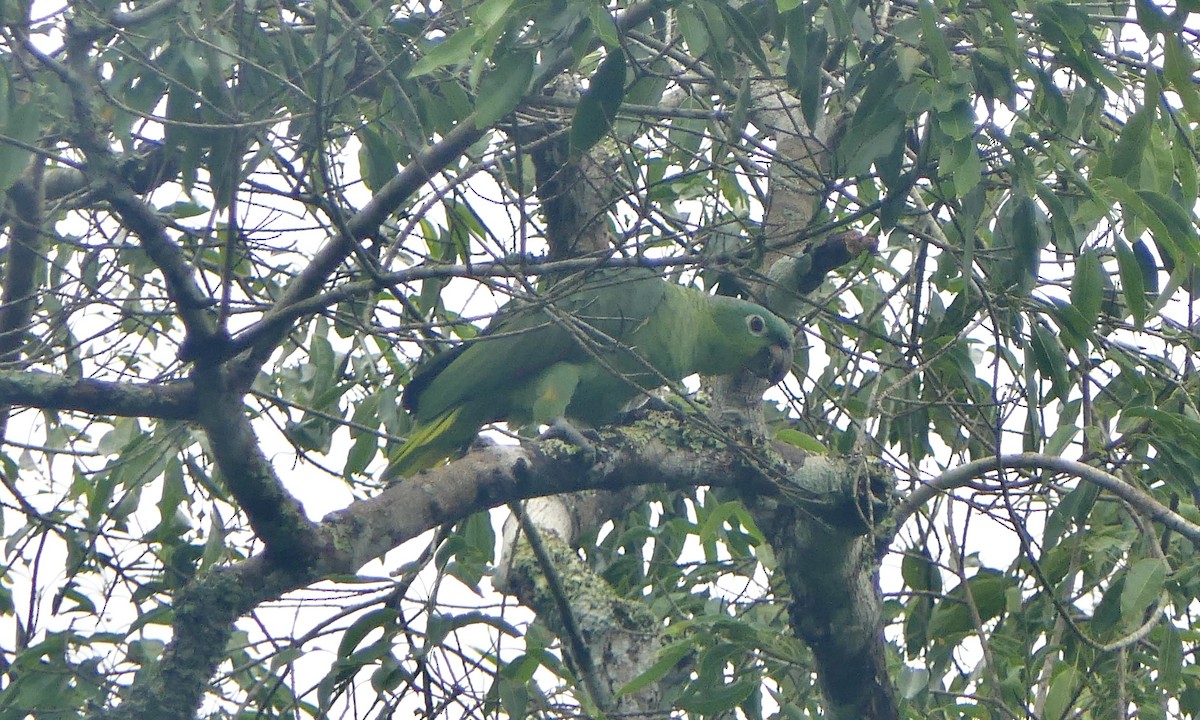 Mealy Amazon - ML647113225