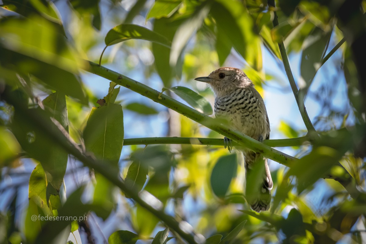 Rufous-capped Antshrike - ML647113228