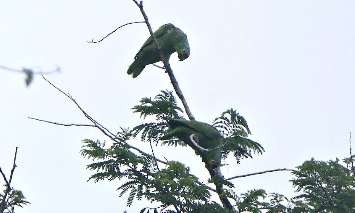 Red-lored Amazon - ML647113233