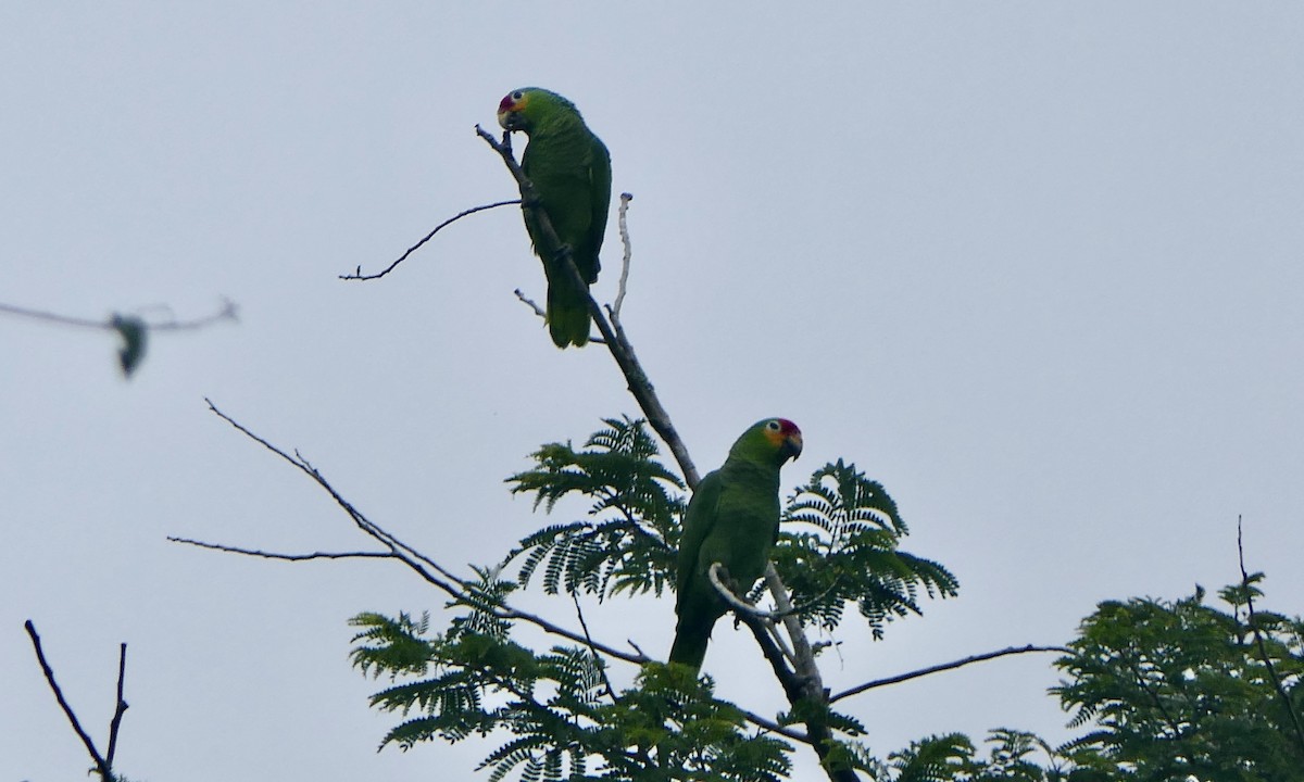 Red-lored Amazon - ML647113236