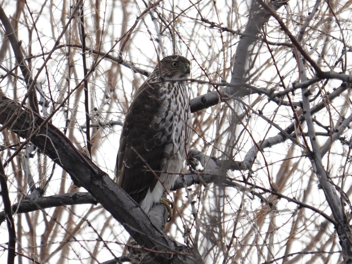 Cooper's Hawk - ML647113239