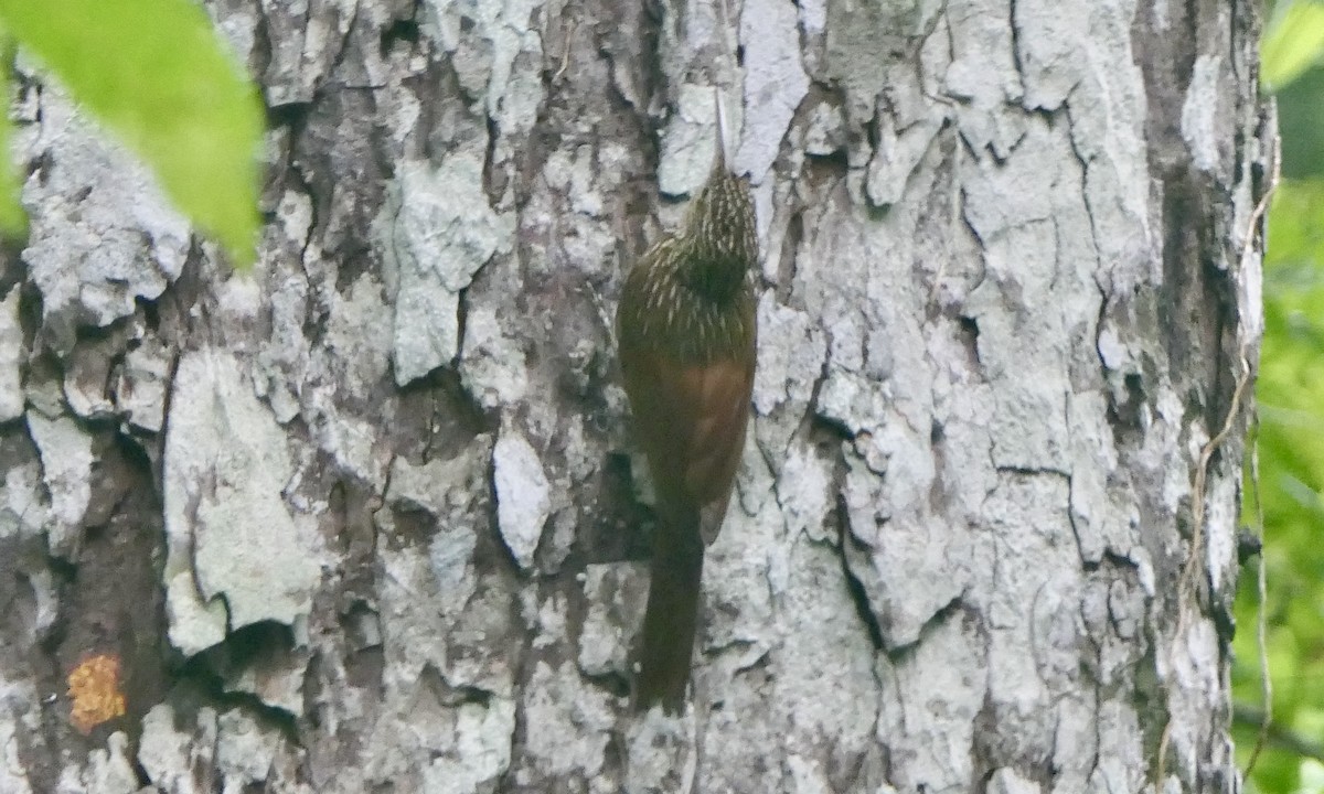 Ivory-billed Woodcreeper - ML647113241