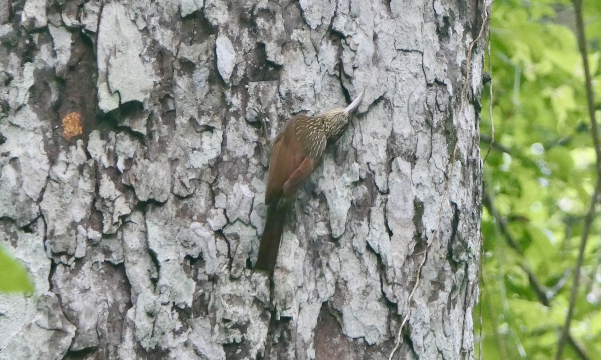 Ivory-billed Woodcreeper - ML647113246