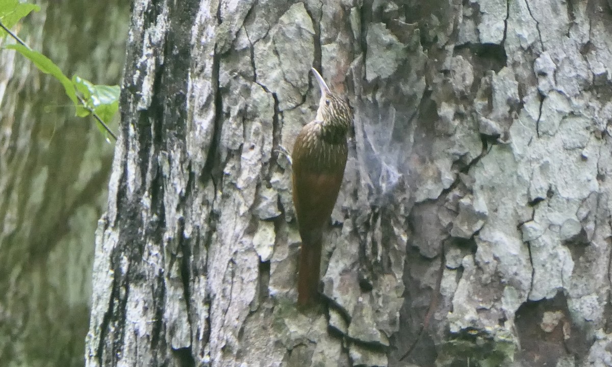 Ivory-billed Woodcreeper - ML647113247