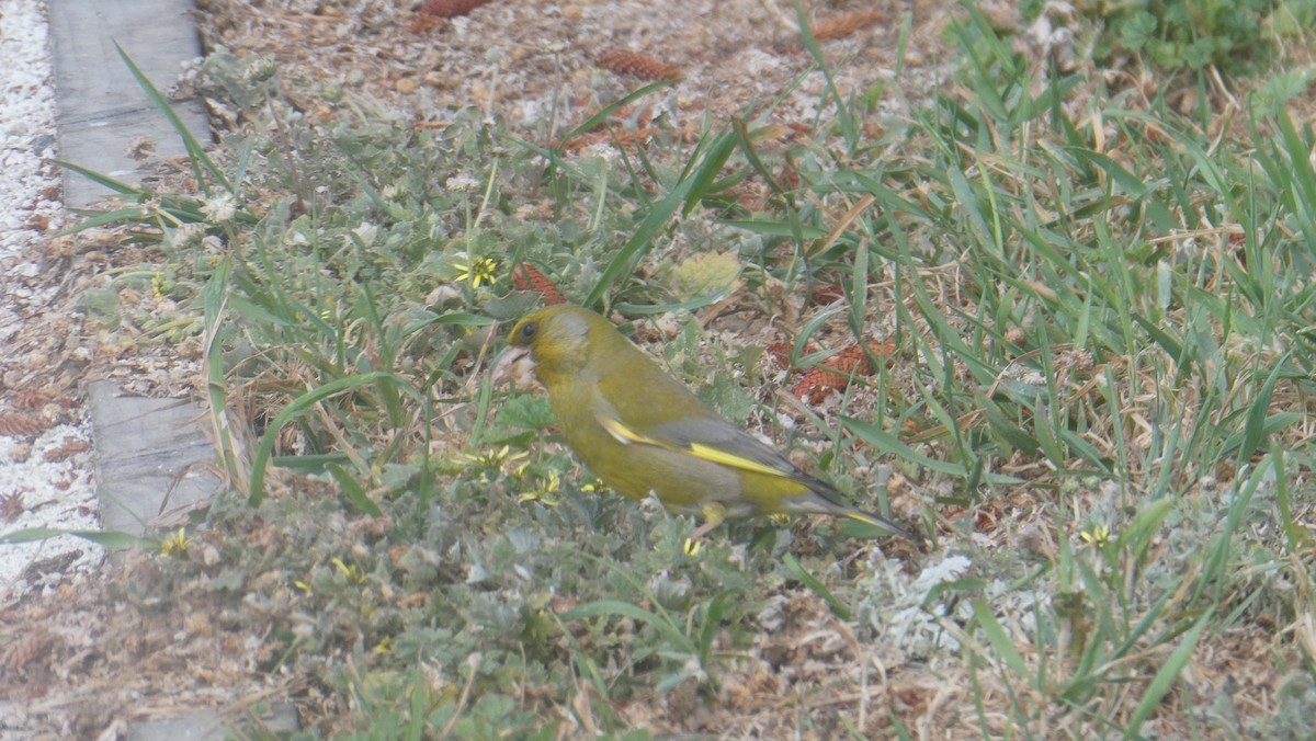 European Greenfinch - ML647113254