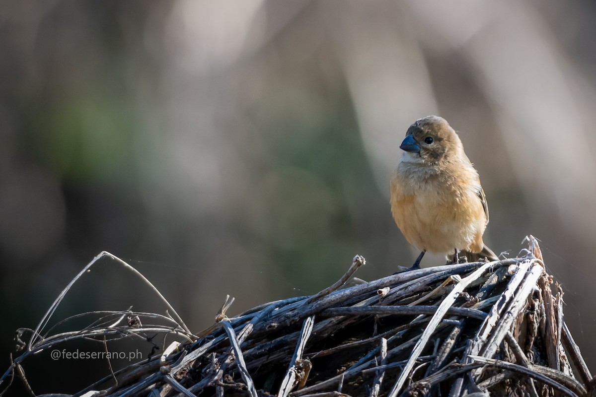 Rusty-collared Seedeater - ML647113263