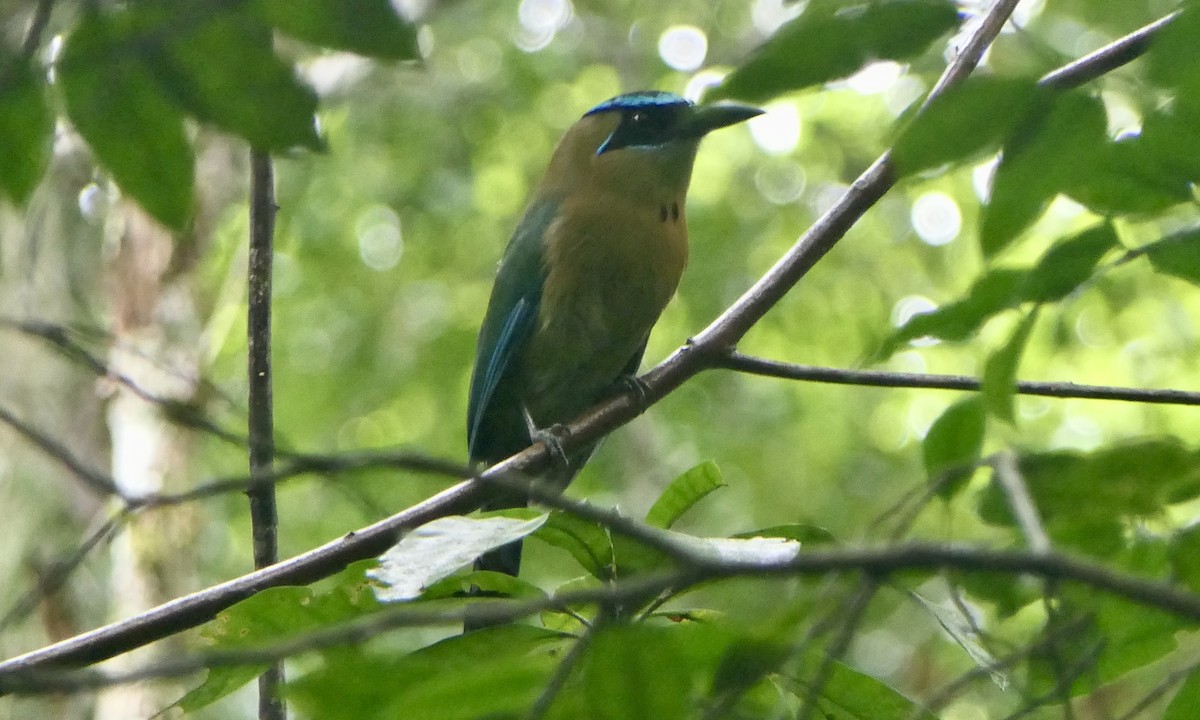 Lesson's Motmot - ML647113273