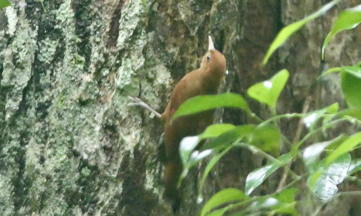 Ruddy Woodcreeper - ML647113277