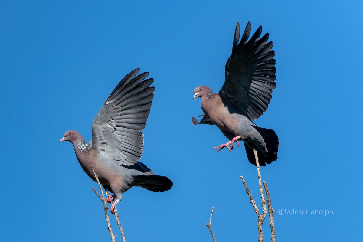 Picazuro Pigeon - ML647113283