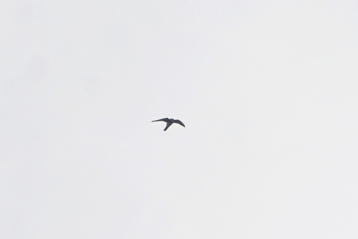 poštolka obecná - ML647113286