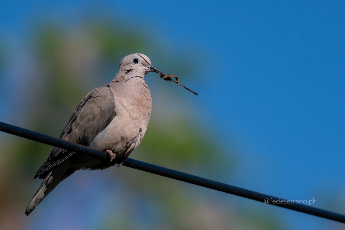 Eared Dove - ML647113288