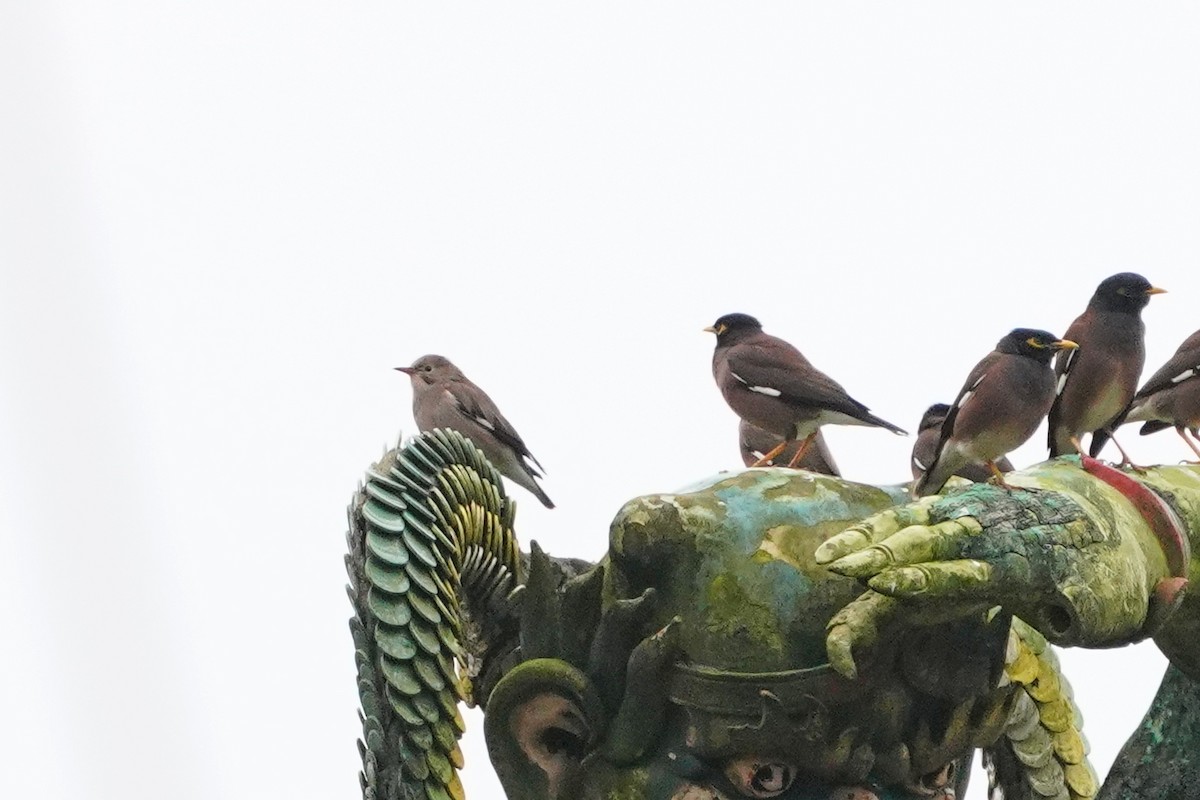 Red-billed Starling - ML647113290
