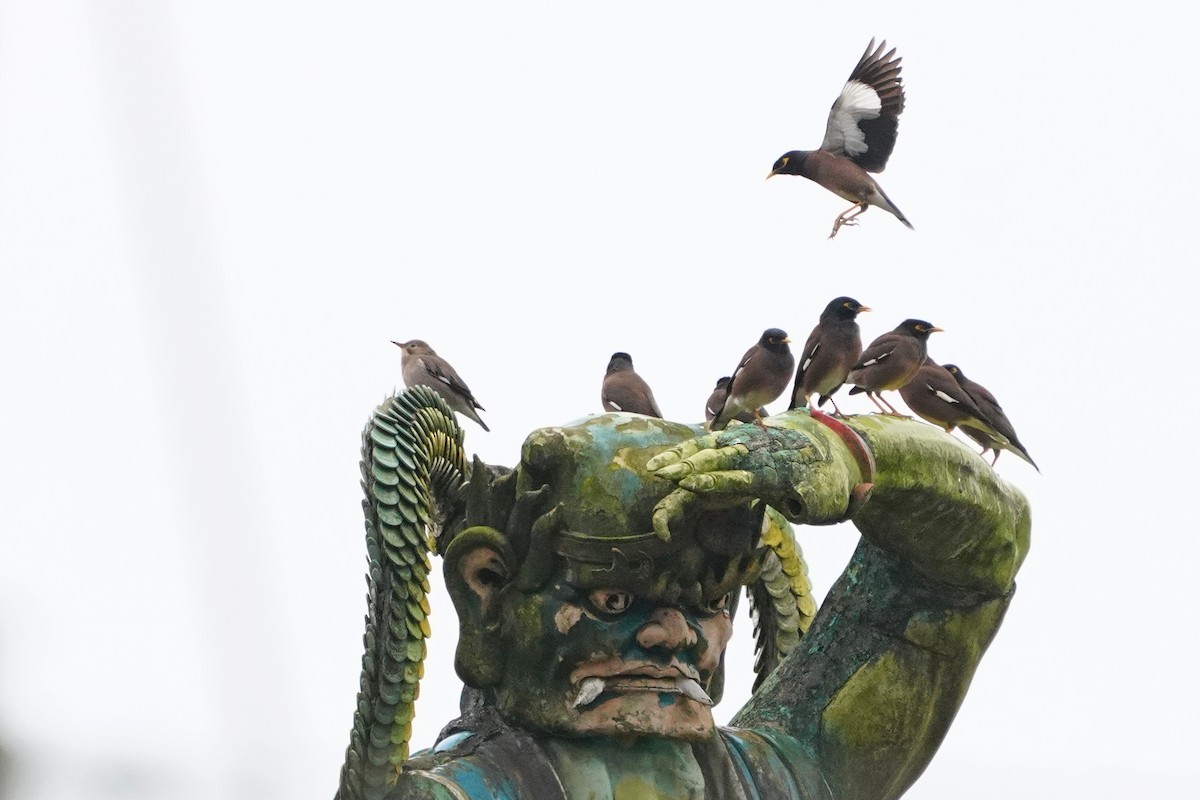 Red-billed Starling - ML647113291