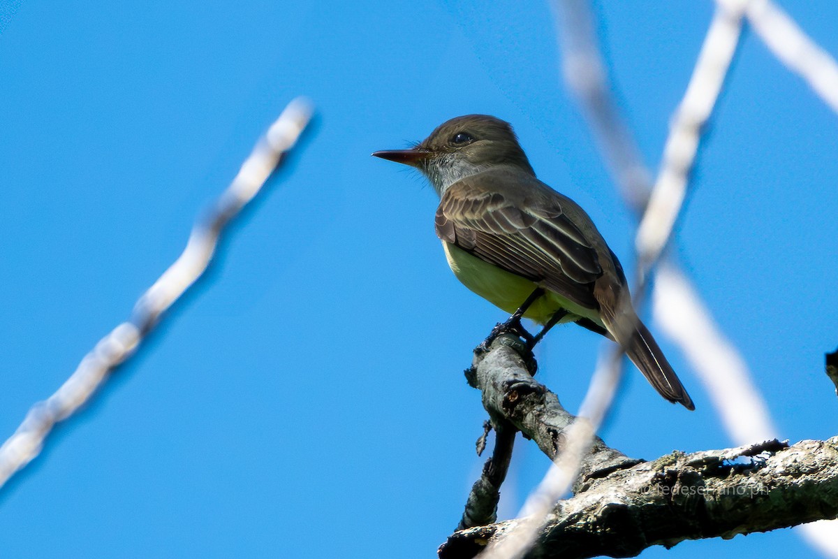 Swainson's Flycatcher - ML647113306