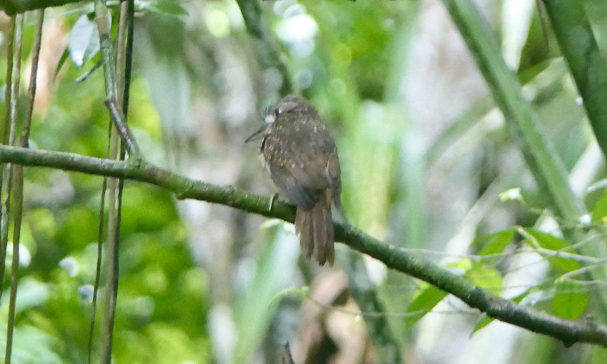 White-whiskered Puffbird - ML647113316