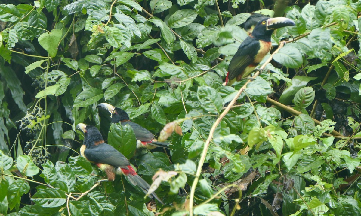 Collared Aracari - ML647113319
