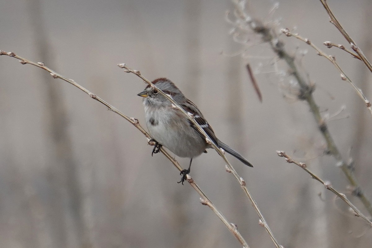 American Tree Sparrow - ML647113320