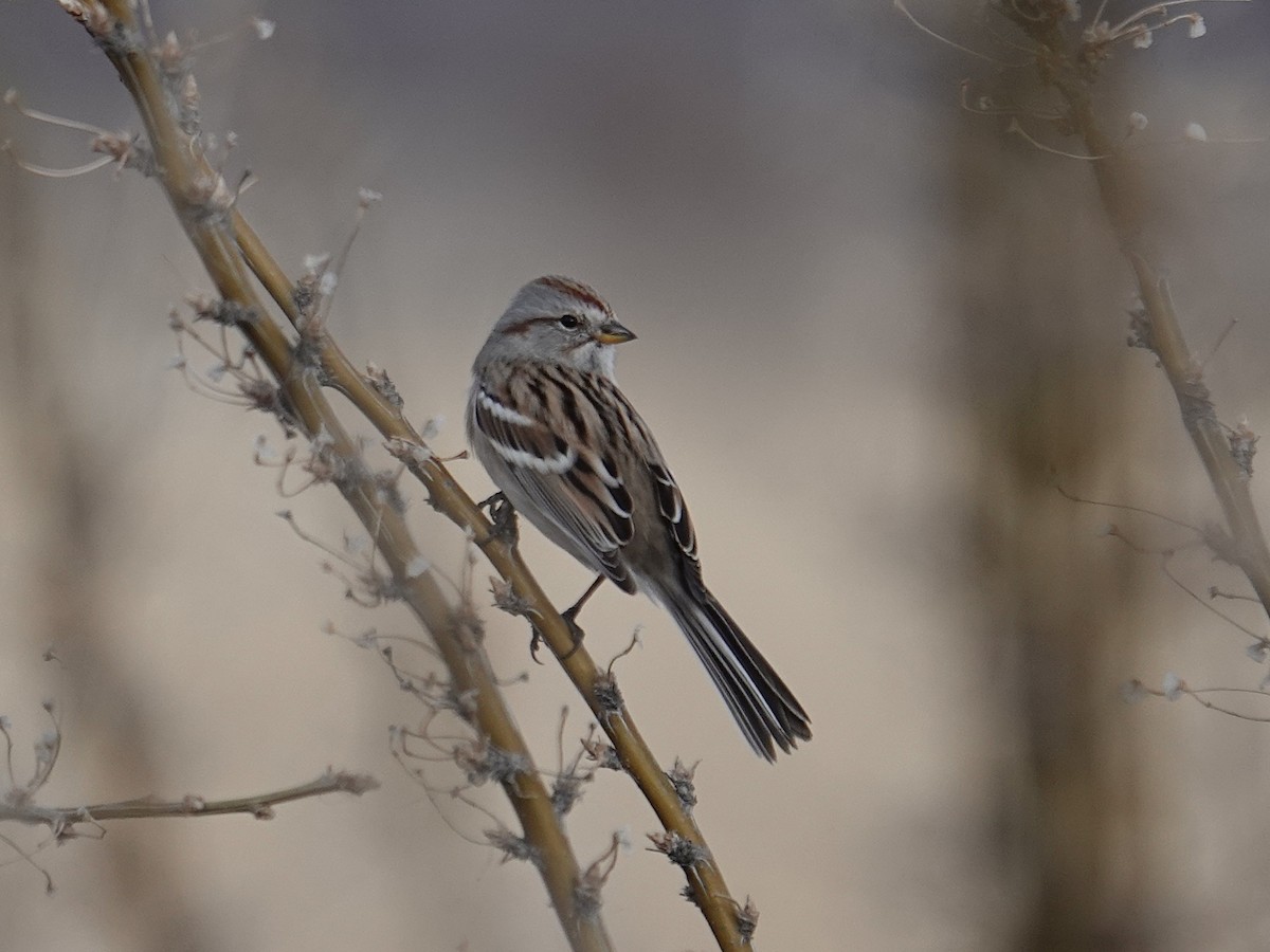 American Tree Sparrow - ML647113321
